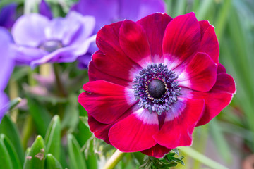 Beautiful red flower.
