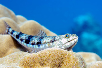 Lizardfish, Ambush Predator on the Coral Reef - Perhentian Islands, Terengganu, Malaysia