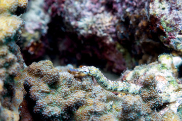 Naklejka na ściany i meble Colorful Reeftop Pipefish - Moalboal, Philippines