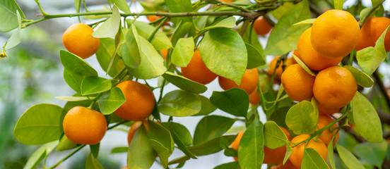 Ripe orange tangerines on a branch.