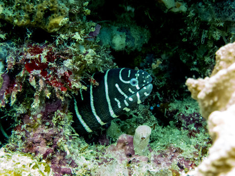 Zebra Moray Eel Hidden in Coral Reef - Borneo, Malaysia