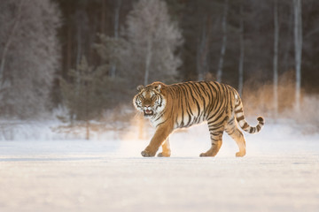 Siberian Tiger on snow. Beautiful, dynamic and powerful photo of this majestic animal. Set in environment typical for this amazing animal. Winter freeze, birches and meadows. 