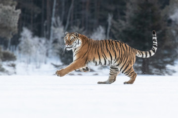 Fototapeta na wymiar Siberian Tiger on snow. Beautiful, dynamic and powerful photo of this majestic animal. Set in environment typical for this amazing animal. Winter freeze, birches and meadows. 