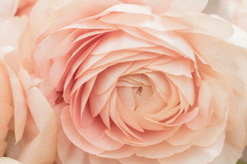 beautiful delicate pink flower