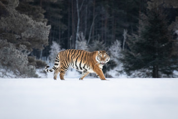 Siberian Tiger on snow. Beautiful, dynamic and powerful photo of this majestic animal. Set in environment typical for this amazing animal. Winter freeze, birches and meadows. 