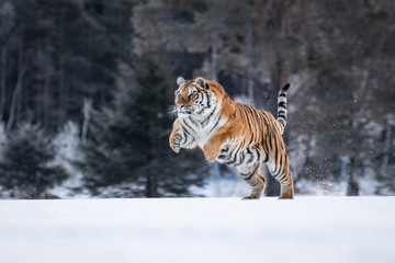 Fototapeta na wymiar Siberian Tiger on snow. Beautiful, dynamic and powerful photo of this majestic animal. Set in environment typical for this amazing animal. Winter freeze, birches and meadows. 