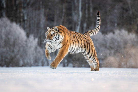Siberian Tiger on snow. Beautiful, dynamic and powerful photo of this majestic animal. Set in environment typical for this amazing animal. Winter freeze, birches and meadows. 
