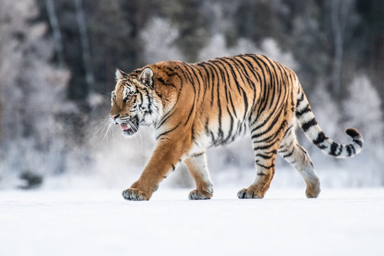 Siberian Tiger on snow. Beautiful, dynamic and powerful photo of this majestic animal. Set in environment typical for this amazing animal. Winter freeze, birches and meadows. 