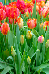 Beautiful red tulips. The beginning of the spring holidays. Background for greeting cards.