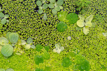 Aquatic plant Salvinia auriculata