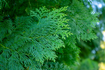 Close up Chimese Arborvitae leaves.