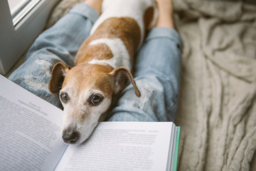 Adoreble home chilling weekend. Woman legs in jeans, a book and a dozing dog. The atmosphere of...