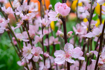 Fototapeta premium pink cherry flowers