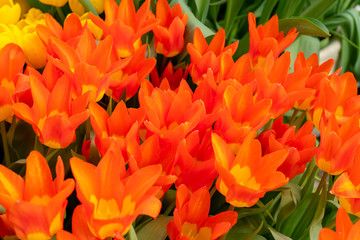 Beautiful red tulips Tulipa sprengeri. The beginning of the spring holidays. Background for greeting cards.