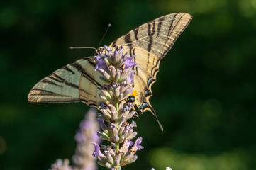 Papilio machaon butterfly on lavender angustifolia, lavandula