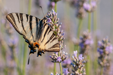 Papilio machaon butterfly on lavender angustifolia, lavandula