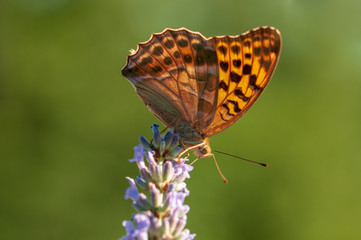 Argynnis paphia butterfly on lavender angustifolia, lavandula