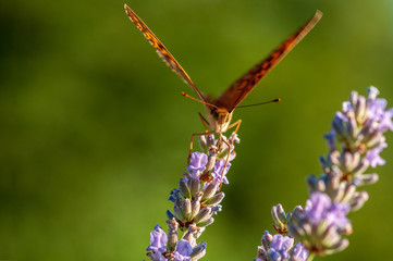Argynnis paphia butterfly on lavender angustifolia, lavandula