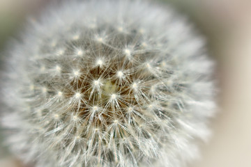  close-up of a fluffy dandelion . soon to fly