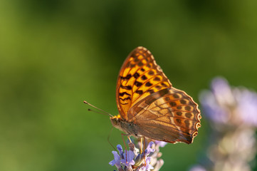 Fototapeta na wymiar Argynnis paphia butterfly on lavender angustifolia, lavandula