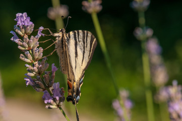 Papilio machaon butterfly on lavender angustifolia, lavandula