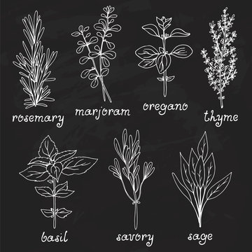 Hand drawn vector collection of herbs: rosemary, marjoram, oregano, basil, sage, savory, thyme on chalkboard background