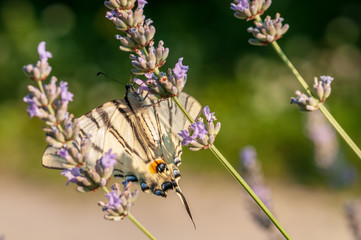 Papilio machaon butterfly on lavender angustifolia, lavandula