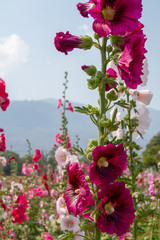 Tall stem of colorful Hollyhocks in Thailand