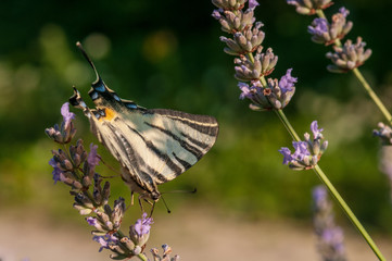 Papilio machaon butterfly on lavender angustifolia, lavandula