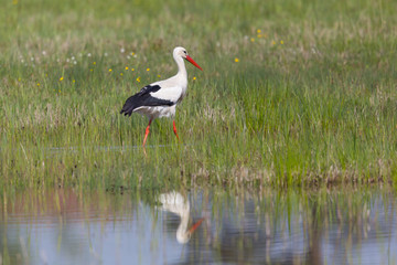 one white stork (ciconia ciconia) in grassland, mirrored in pond