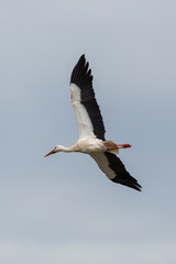 flying white stork (ciconia ciconia), cloudy sky, spread wings