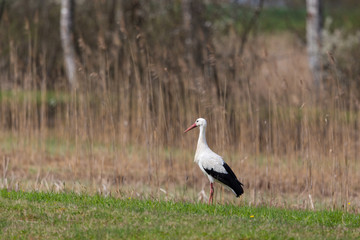 one white stork (ciconia ciconia) standing, grassland, reed belt