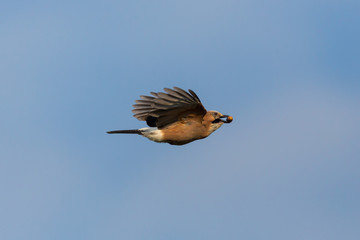 eurasian jay (garrulus glandarius) in flight with acorn in beak
