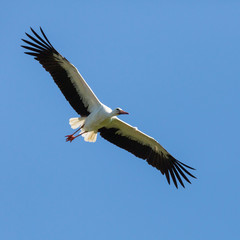 Obraz premium portrait white stork (ciconia ciconia) in flight, spread wings, blue sky