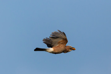 flying eurasian jay (garrulus glandarius) with acorn in beak