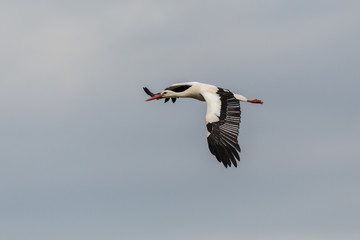 Fototapeta na wymiar white stork (ciconia ciconia) flying in cloudy sky, spread wings