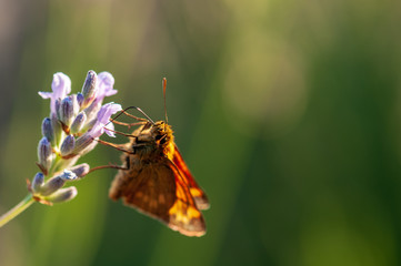 Butterfly on lavender angustifolia, lavandula in sunlight in herb garden