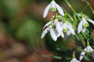 Obraz premium Schneeglöckchen (Galanthus) mit Schwebfliege