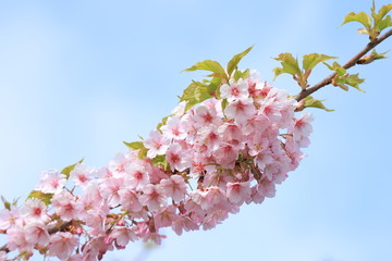 青空と河津桜　 Cherry Blossoms (Kawazu-zakura)