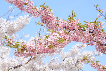 満開の桜（河津桜とソメイヨシノ）　 Cherry Blossoms (Kawazu-zakura & Someiyoshino)