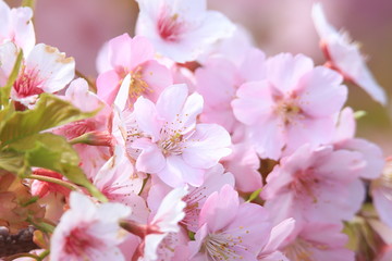 満開の桜（河津桜）　 Cherry Blossoms (Kawazu-zakura)