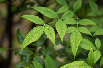 雨の中のナンテンの葉