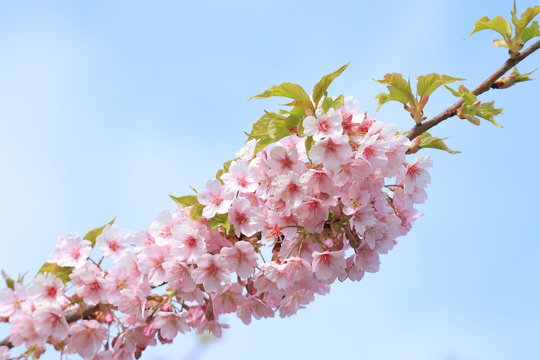 青空と河津桜　 Cherry Blossoms (Kawazu-zakura)