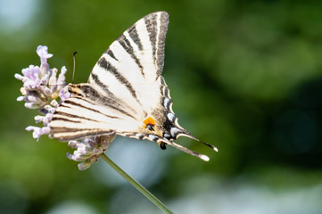 Papilio machaon butterfly on lavender angustifolia, lavandula