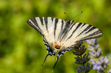 Papilio machaon butterfly on lavender angustifolia, lavandula