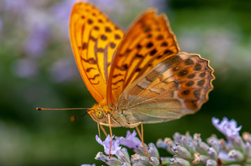 Argynnis paphia butterfly on lavender angustifolia, lavandula