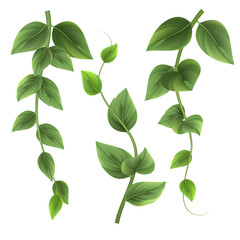 Separate plant twigs, vector. Green leaves