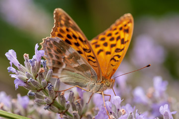 Fototapeta na wymiar Argynnis paphia butterfly on lavender angustifolia, lavandula