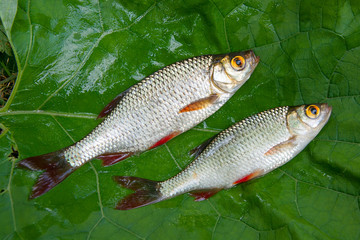 Several common rudd fish on natural background.