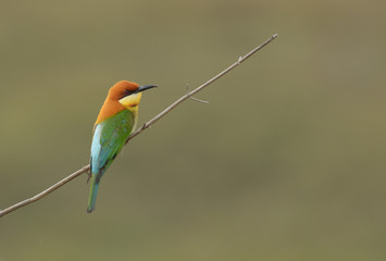 Chestnut-headed Bee-eater (Merops leschenaulti)